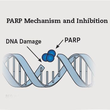 New Life for PARP Inhibitors: Emerging Agents Leave Mark at ASCO