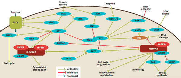 mTOR signal transduction pathway.