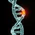 Post-Oophorectomy Hormone Replacement Therapy Safe for BRCA1/2 Mutation Carriers