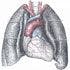 Study Suggests Role for Targeting HER2 in Non-Small Cell Lung Cancer