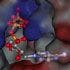 Targeting Hsp90: Researchers Aim to Thwart Chaperones of the 'Guardian of the Proteome'