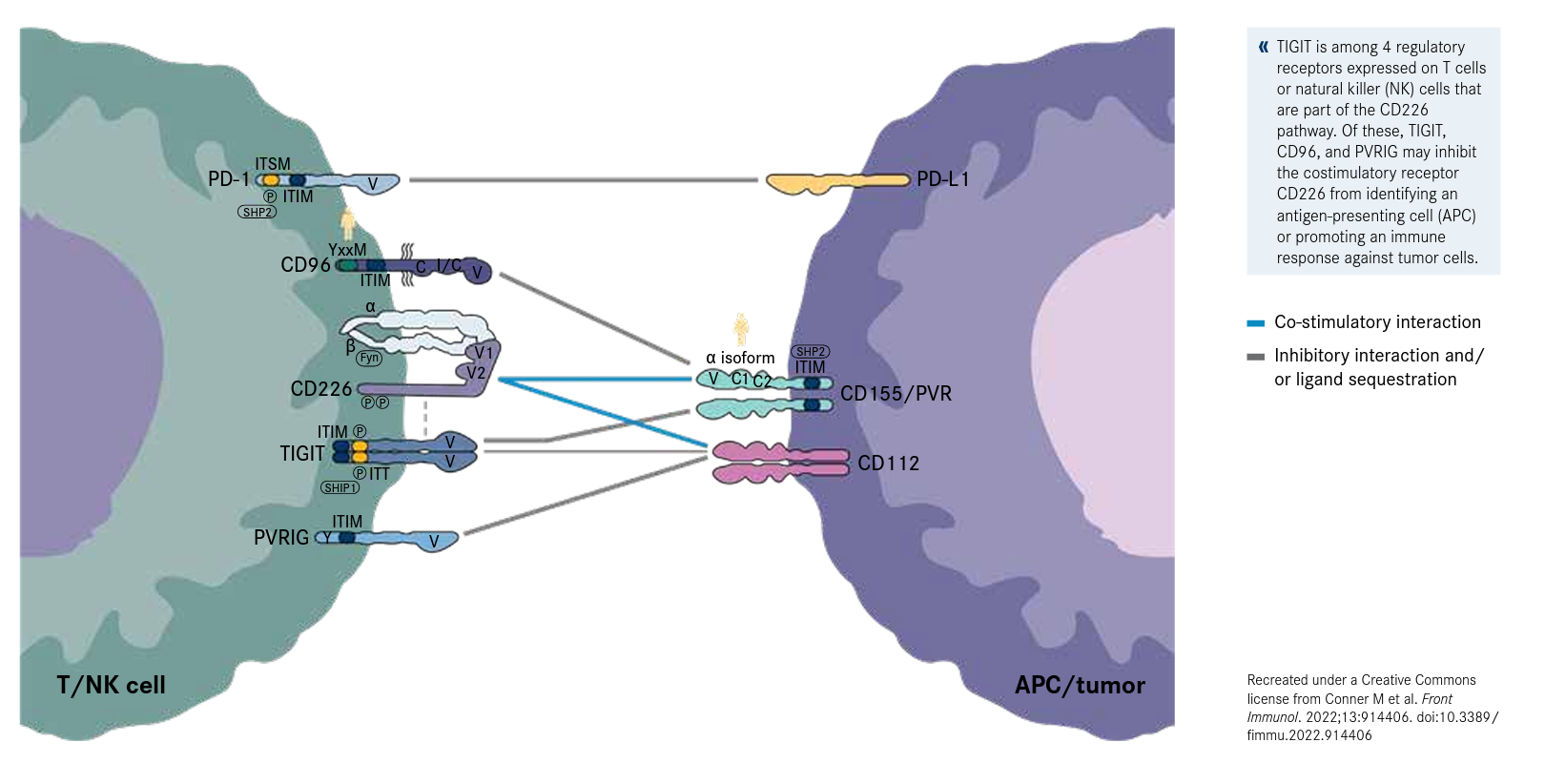 Figure 1. TIGIT in the Context of the CD226 Axis8