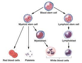 Normal Blood Cell Development