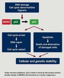 DNA damage / Cell cycle abnormalities / Hypoxia