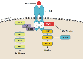 Schematic of KIT Signaling Pathways