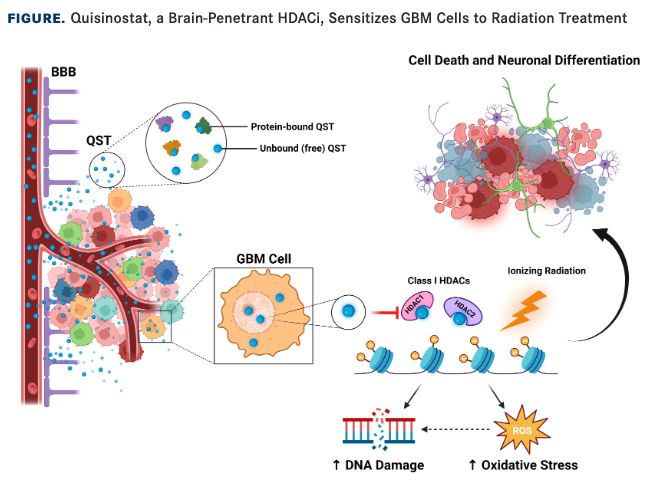 FIGURE.Quisinostat, a Brain-Penetrant HDACi, Sensitizes GBM Cells to Radiation Treatment
