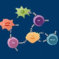 Novel Immunotherapy Combos Target GITR to Step on the Gas