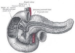 Image of a pancreas from Gray's Anatomy