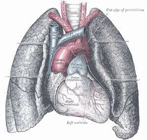 Gray's Anatomy Lungs