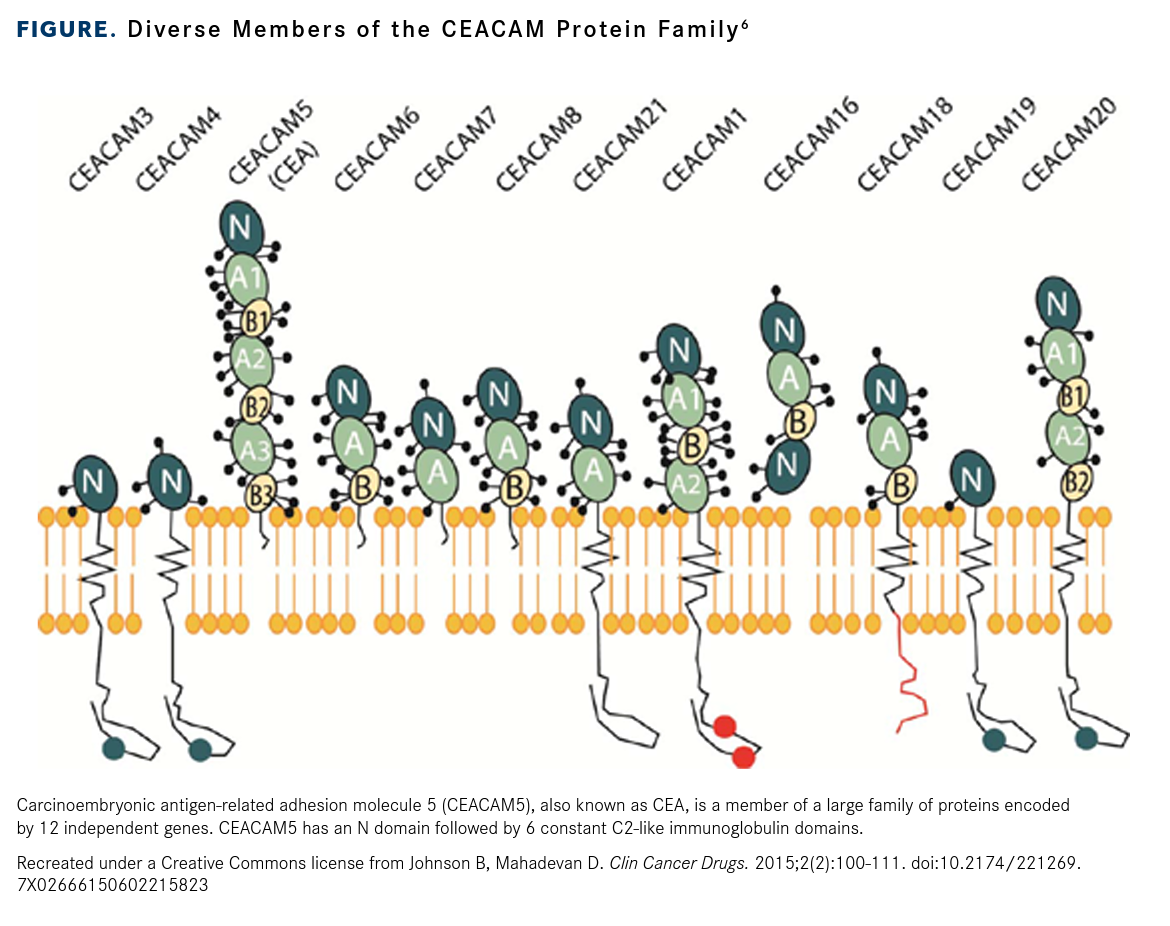 FIGURE: Diverse Members of the CEACAM Protein Family