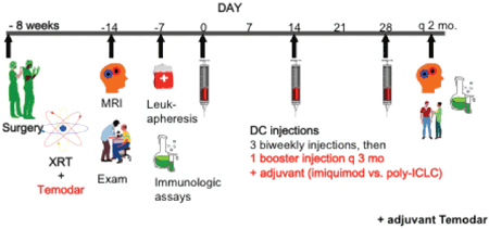 diagram depicting dendritic cell vaccine