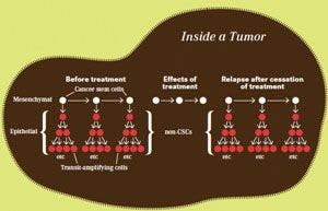 chemotherapeutics effect on noncancer stem
cells within a tumor