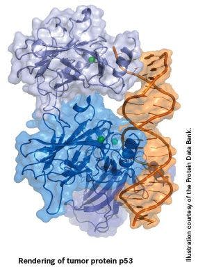 Rendering of tumor protein p53