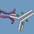 Antibody-Drug Conjugates: Guided Missiles Deployed Against Cancerous Cells
