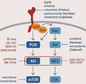 Parallel/Dual Signaling Inhibition