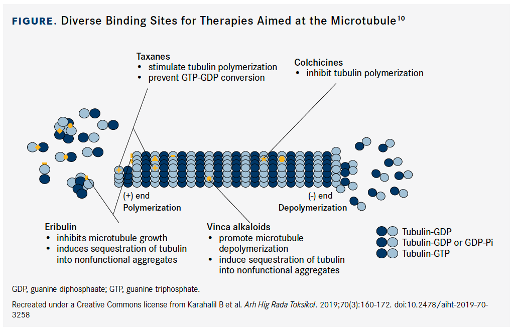 Diverse Binding Sites for Therapies Aimed at the Microtubule