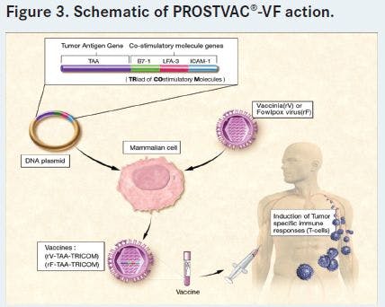 Figure 3. Schematic of PROSTVACÂ®-VF action
