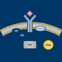 B-Cell Receptor Signaling Pathway Emerges as Ripe Target in Many Cancers
