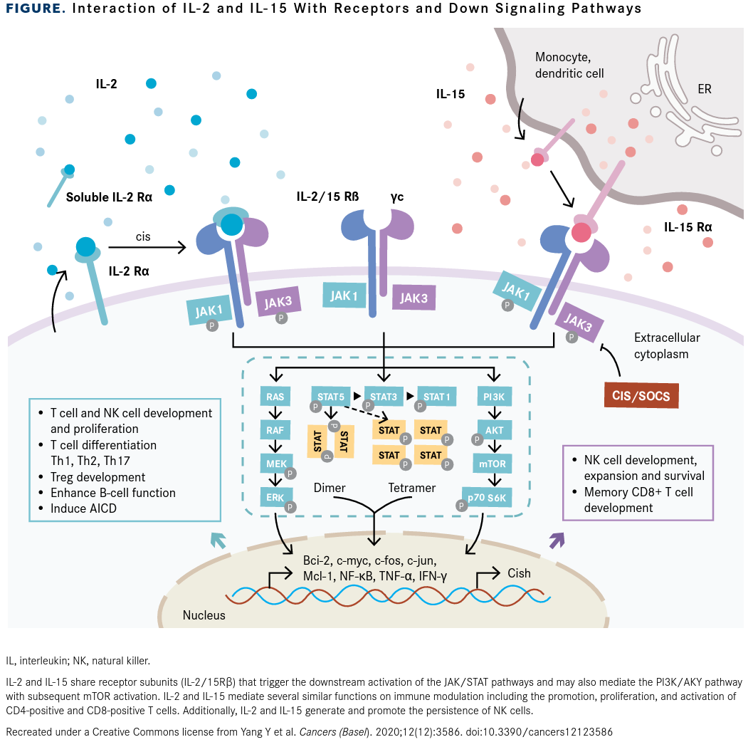 FIGURE. Interaction of IL-2 and IL-15 With Receptors and Down Signaling Pathways