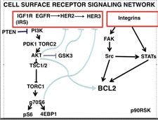 Cell Surface Receptor Signaling Network