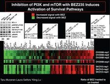 Inhibition of PI3K and mTOR with BEZ235