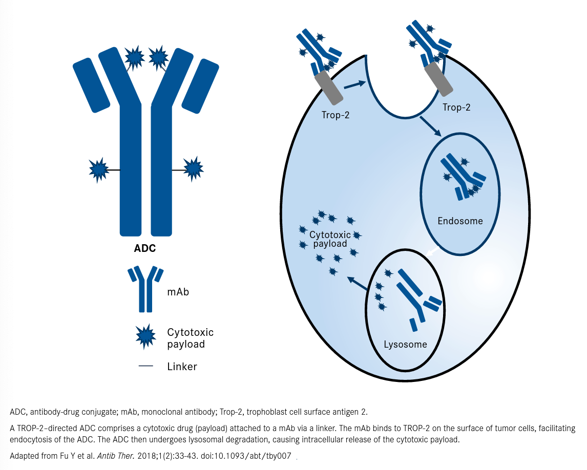 Figure. Mechanism of Action for TROP-2–Directed Antibody-Drug Conjugates 