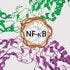 The Inflammation Link: NF-ÎºB Remains a Difficult but Intriguing Target