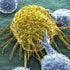 High Points and Hurdles: Immunotherapy Moves Forward