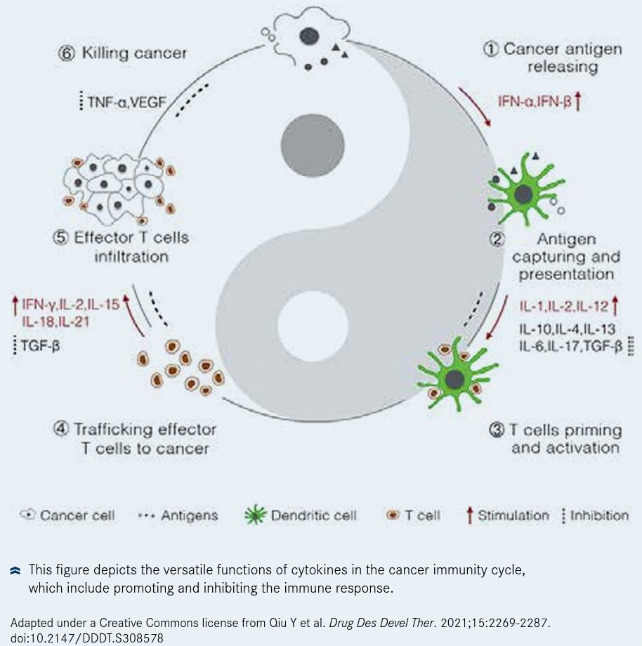 Figure. Cytokines at Work in the Immune Cycle