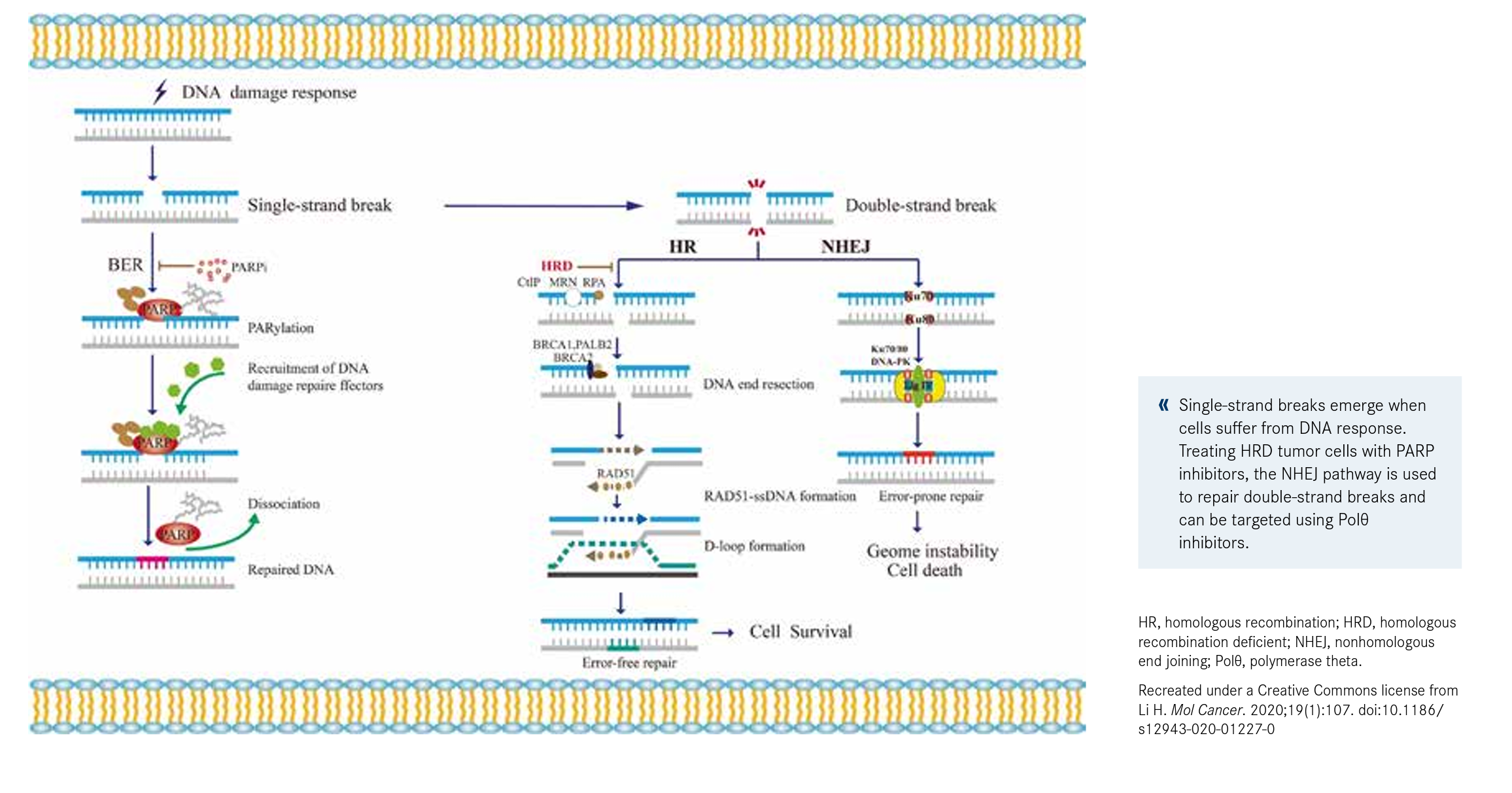 Figure. Pathways Implicated in PARP Inhibitor Resistance9