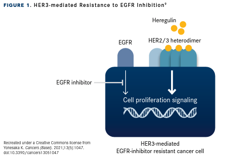 Figure 1. HER3-mediated Resistance to EGFR Inhibition9