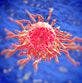 Role of Anti-PD-1/PD-L1 Immunotherapy in Cancer