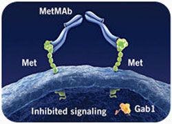 MetMAb pathway inhibition