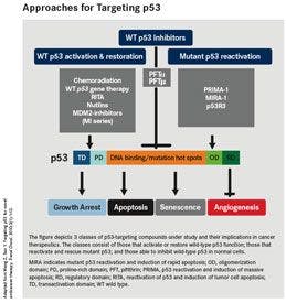 Approaches for Targeting p53
