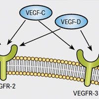 VEGF Remains Central Target for Antiangiogenic Therapy Despite Challenges