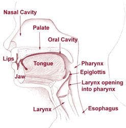 Oral Cavity and Neck