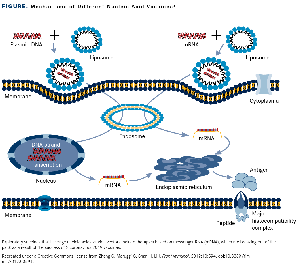 Mechanisms of Different Nucleic Acid Vaccines