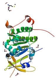 BRCA2 protein