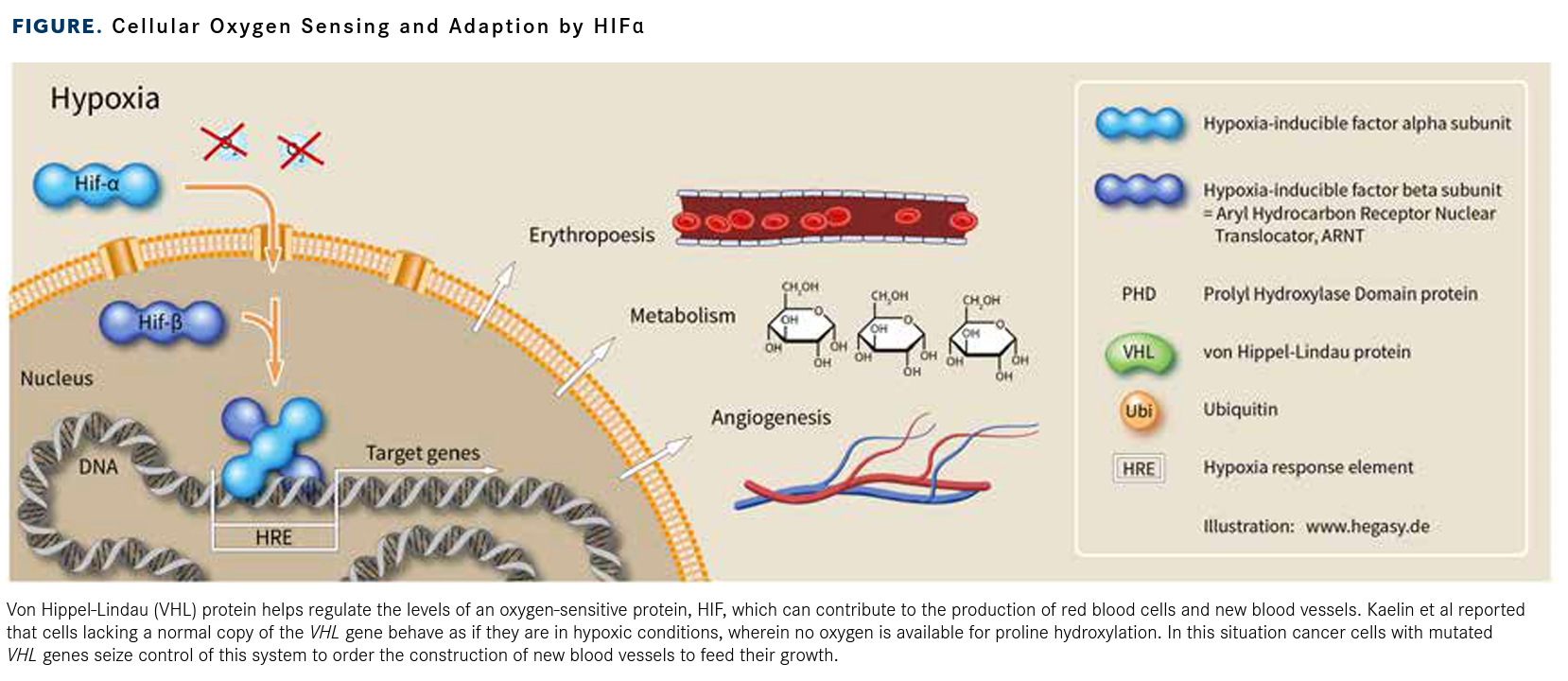 Cellular Oxygen Sensing and Adaption by HIFα