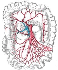 Gray's Anatomy Image of the Blood Veins in the Colon