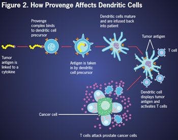 Figure 2. How Provenge Affects Dendritic Cells